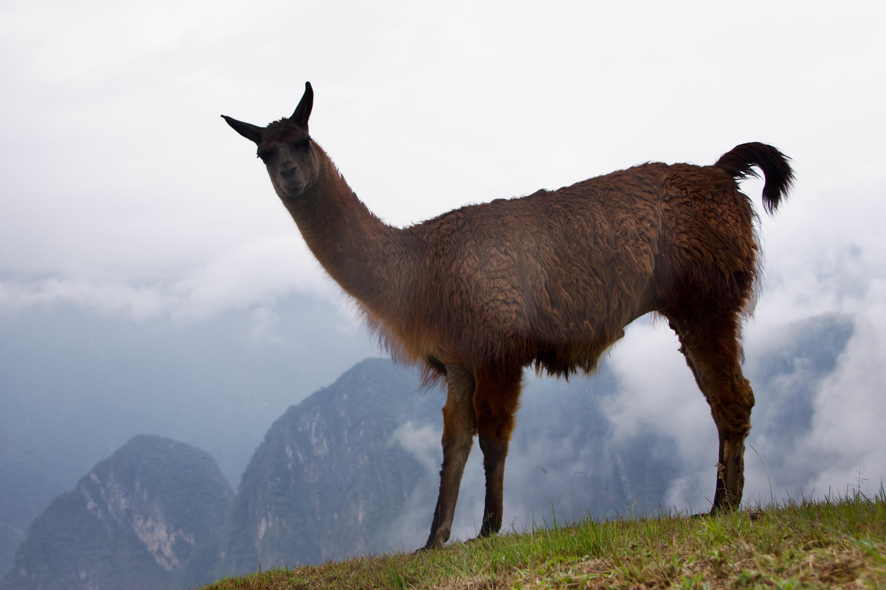 A brown llama at Machu Picchu