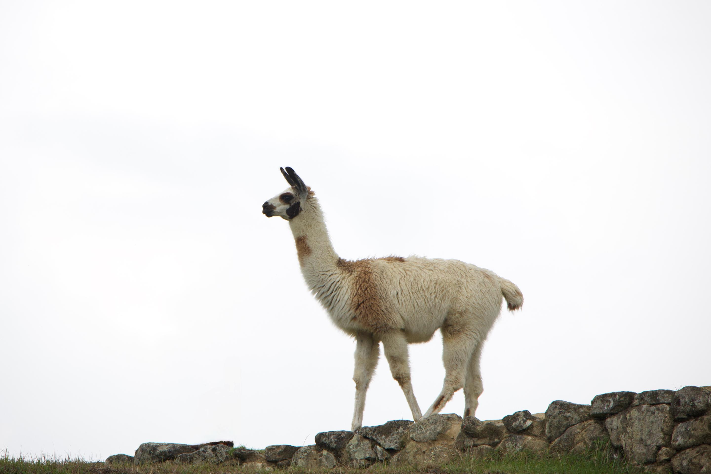 A white llama at Machu Picchu